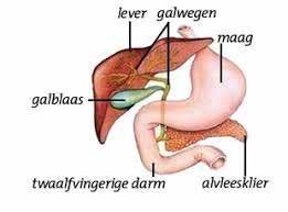 De galblaas De galblaas is een peervormig orgaan van ongeveer 5-12 cm lang dat zich bevindt in de rechterbovenbuik, net onder de lever. De galblaas slaat het galvocht op wat gemaakt wordt in de lever.