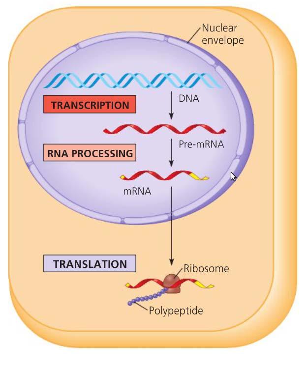transcriptiesnelheid beïnvloeden Het zoeken van de locaties in het DNA waar deze regulerende eiwitten binden