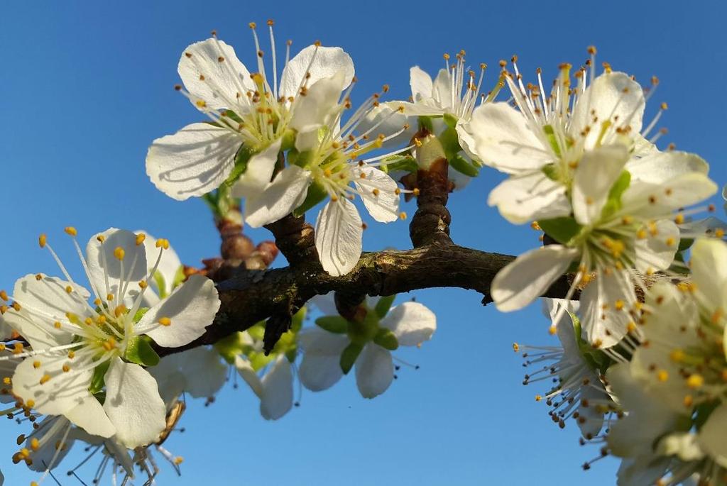 SAMEN WERKEN AAN EEN SCHONE WERELD Recht op schone lucht Luchtkwaliteit kan en moet beter om Culemborg gezond en leefbaar te houden Aantrekkelijk maken van elektrisch vervoer zonder schadelijke