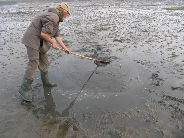 In totaal werden negen (9) wadpieren gevonden, waarvan 6 grote en 3 kleine exemplaren (Foto 5).