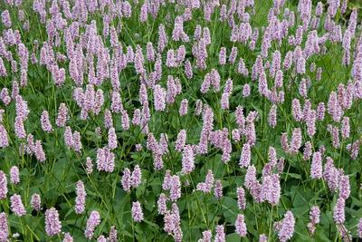 Persicaria (Polygonum) bistorta (adderwortel) Dit is een meerjarige plant die oorspronkelijk voorkomt in Midden- en Noord Europa en West en Centraal Azië.