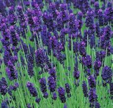 angustifolia Hidcote