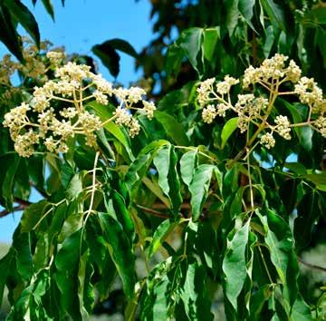 Bijenboom Tetradium daniellii 1-12