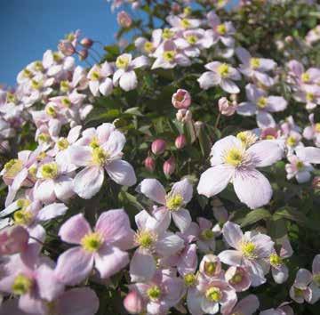 Bosdruif Clematis