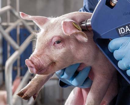 - Kies indien mogelijk voor kant-en-klare vaccins. Minder foutkans. - Gebruik uitsluitend geregistreerde combinaties! Zorg voor een goede injectietechniek!