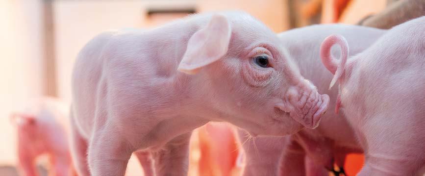 50 gram meer groei per dag Ondanks het nagenoeg zelfde geboortegewicht en hetzelfde speengewicht is de prestatie van de eters na het spenen fors beter dan de niet-eters.