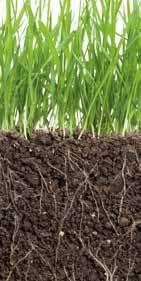 De goede wortelschimmels (mycorrhiza) zorgen ervoor dat planten beter de benodigde mineralen en water kunnen opnemen. Ook laten ze de plant beter groeien en maken ze de plant weerbaarder.