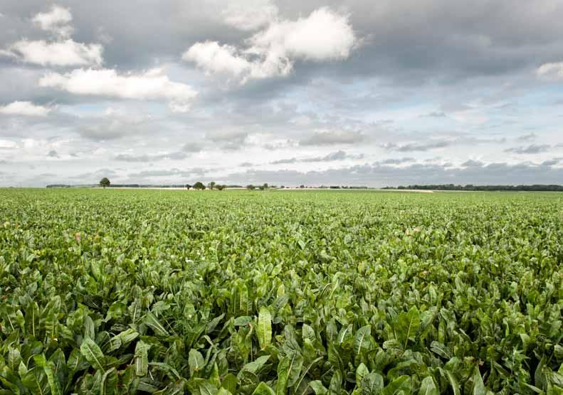 Herbicide De herbiciden van Syngenta in bieten: Fusilade Max en Dual Gold Fusilade Max Selectief systemisch herbicide met een uitvloeier, voor de