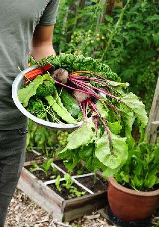 Jelles makkelijke moestuin Een perfecte moestuin die niet