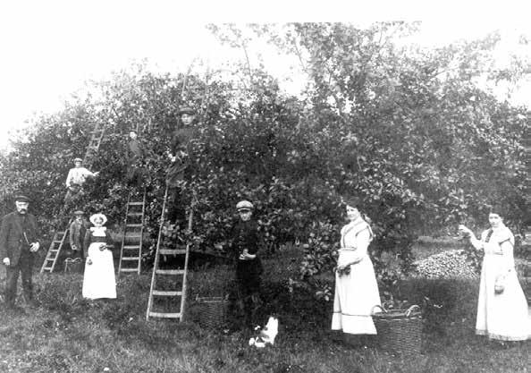 wie bijvoorbeeld de kosten van het vervoer moest betalen, etc. De koper was altijd zelf verantwoordelijk voor het plukken van het fruit.