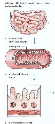 23 Radiobiologie TS VRS-D/MR vj 2018 Schadelijke weefselreactie Darmsyndroom Dosis total body of buikholte met > 10 Gy binnen korte tijd Aanmaak nieuwe darmvlokken stopt Sterk verminderde