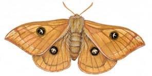Zet de volgende kenmerken bij de juiste vlinder Meestal overdag actief