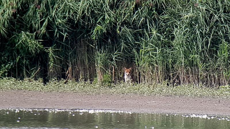 Langs de Knardijk keken we uit over de Keersluisplas. Hier zagen we enkele Kleine plevieren, Kluten en Blauwe reigers. Door het lage waterpeil kon je de Karpers zien zwemmen.