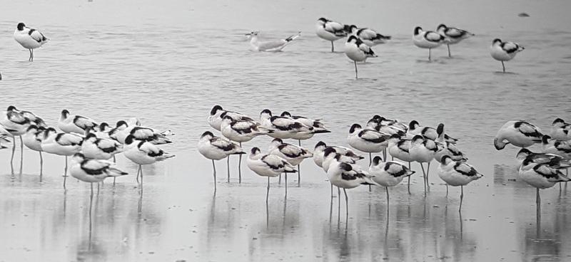 Kluut Oostvaardersplassen.