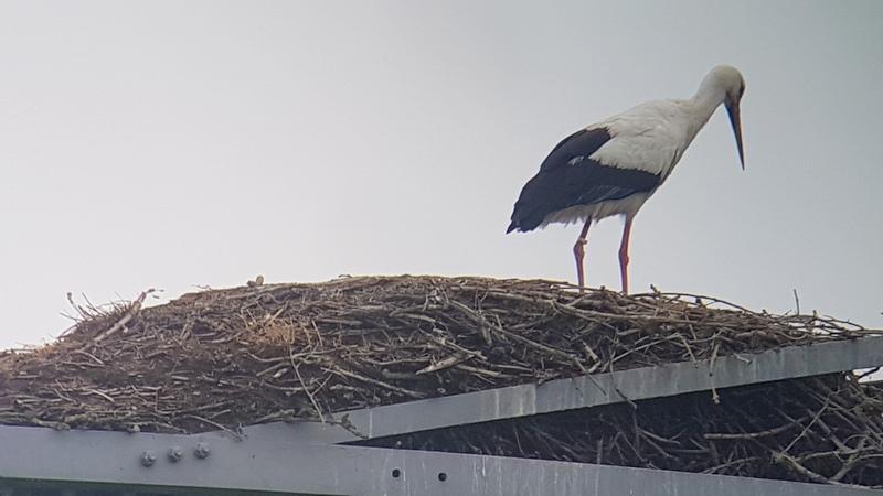 Ooievaar Lelystad.