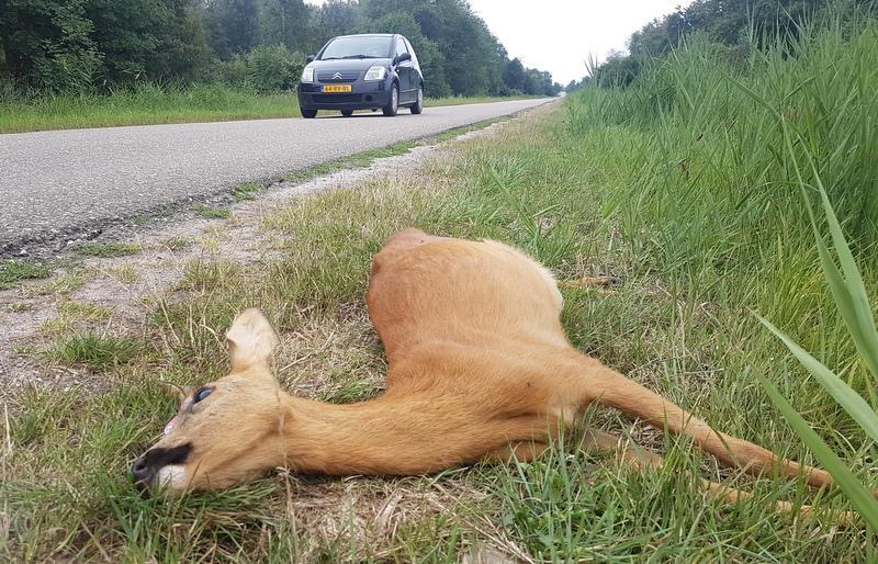 Ree Lelystad. Bij het Oostvaardersveld stond een grote kudde Konikpaarden. Over deze grote grazers is veel te doen geweest.