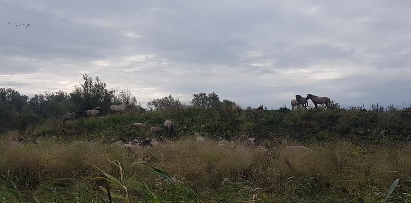 Op dit moment hebben de Konikpaarden ruim voldoende te eten en te drinken. Konikpaard Oostvaardersveld. Konik is in het Pools klein paardje.
