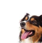 Tandhygiëne is belangrijk voor onze huisdieren Tandverzorging is even belangrijk voor onze huisdieren