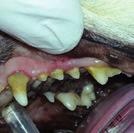 Gezonde tanden Gezonde tanden zouden glanzend en wit/crèmekleurig moeten zijn, zonder ruwe stukken.
