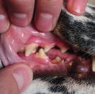 Tandplak Als de tanden van je huisdier er zo uitzien, is het duidelijk dat hij last heeft van tandplak.