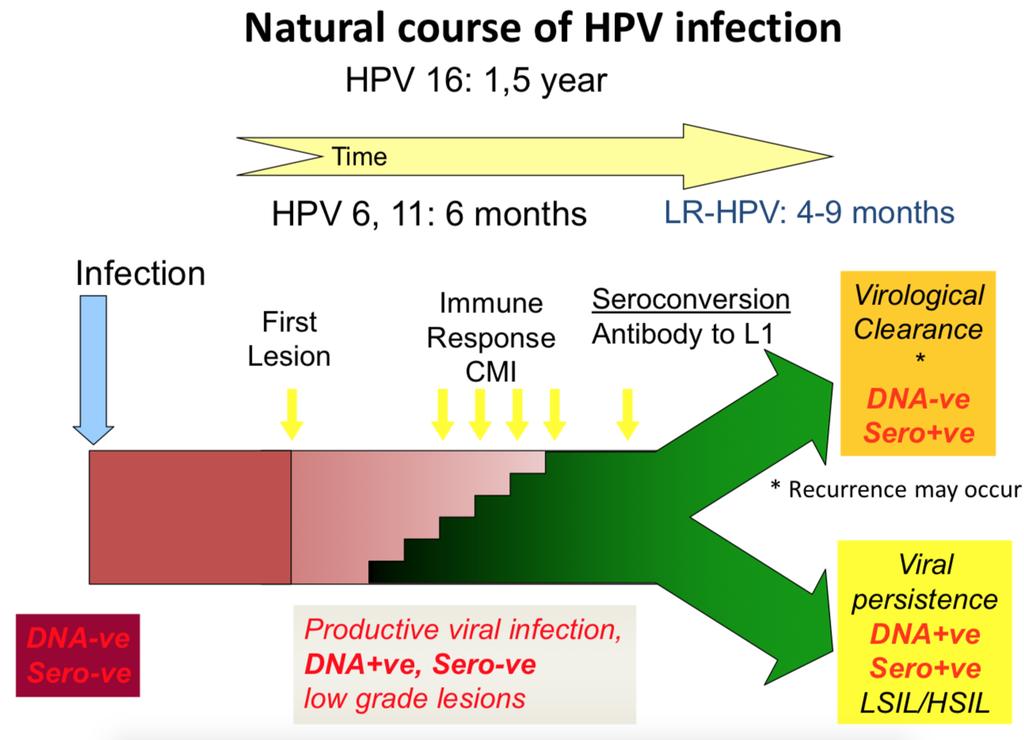 HR-HPV:
