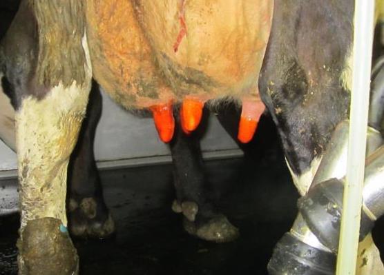 2002). De koeien worden na het melken niet voor een bepaalde periode vastgezet en kunnen dus onmiddellijk naar de ligbedden na de melkbeurt.