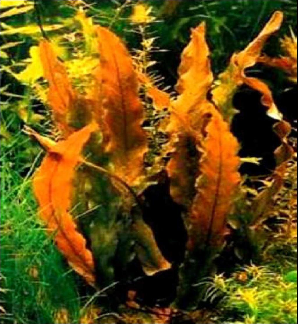 Vermoedelijk niet zo heel veel aquariumliefhebbers meer. Dat komt omdat de plant niet altijd even rijkelijk verkrijgbaar is en ook omdat Barclaya longifolia een beetje als lastig bekend staat.