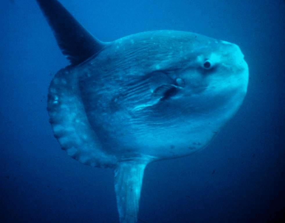 Duikers vinden reusachtige maanvis De meeste mensen kennen maanvissen alleen in het formaatje dat in een aquarium past. Toch zijn er ook grotere varianten, zoals het exemplaar op deze foto.