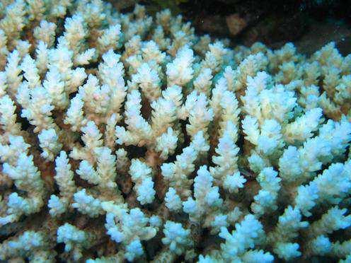 Koralen zijn gevoelig Koralen zijn dieren en geen planten. Ze bestaan voornamelijk uit kalk, terwijl algen voor het kleurpatroon zorgen. Volgens wetenschappelijke ramingen zouden zich 400.