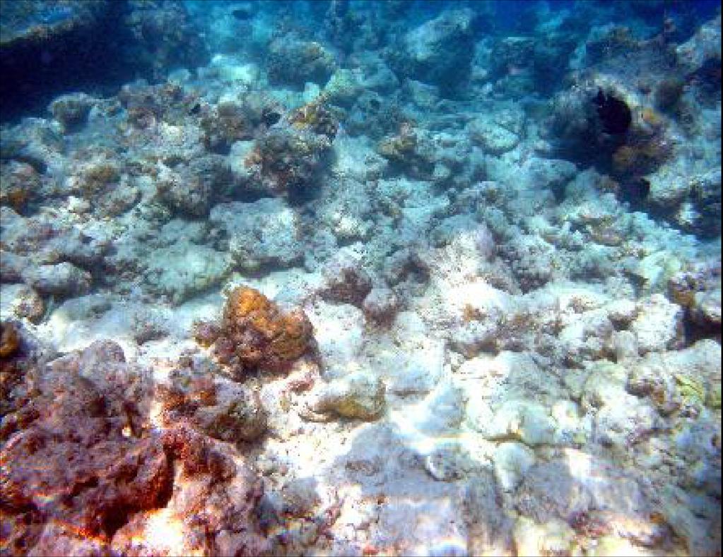 Koralen bestaan al miljoenen jaren. Ze hebben het vermogen door het afzetten van biogene kalk enorme riffen te bouwen. Het verspreidingsgebied omvat 190 miljoen kilometer.