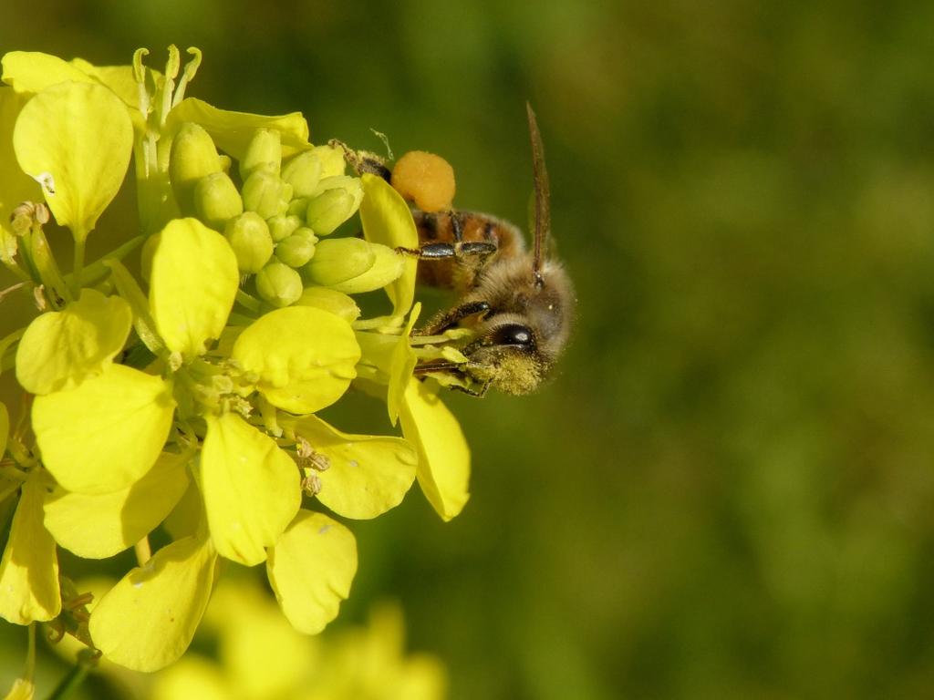 De Wiershoeck-Kinderwerktuin, dinsdag 29 mei 2018 Beste natuurliefhebber/-ster, Ook dit keer was het zeer warm en lange tijd onbewolkt. De matige wind bracht maar weinig verkoeling.