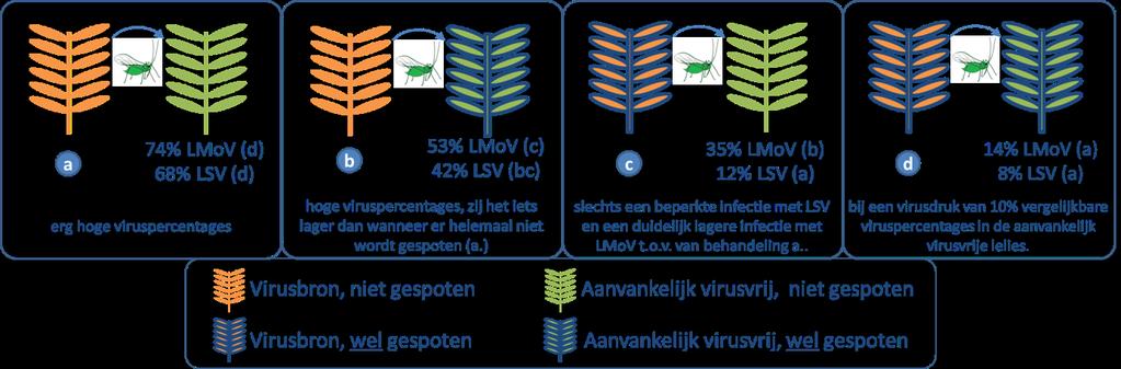 Figuur 8. Efficiëntie van virusoverdracht door bladluizen wanneer virusbron en ontvangende plant wel of niet wekelijks gespoten is met minerale olie en pyrethroïde. A.
