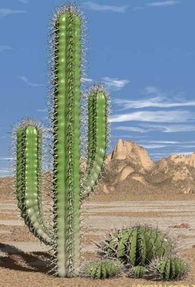 Het woestijnklimaat is ook vrijwel regenloos. Op de kale vlaktes van zand of stenen groeien cactussen en grassen.