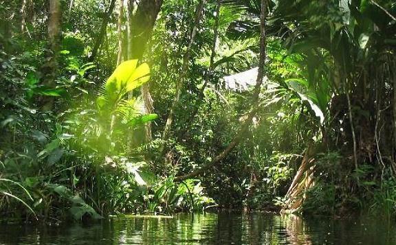 Tropisch regenwoud Hier valt gemiddeld 60 millimeter regen per maand. Het tropisch regenwoud ligt dicht bij de evenaar.