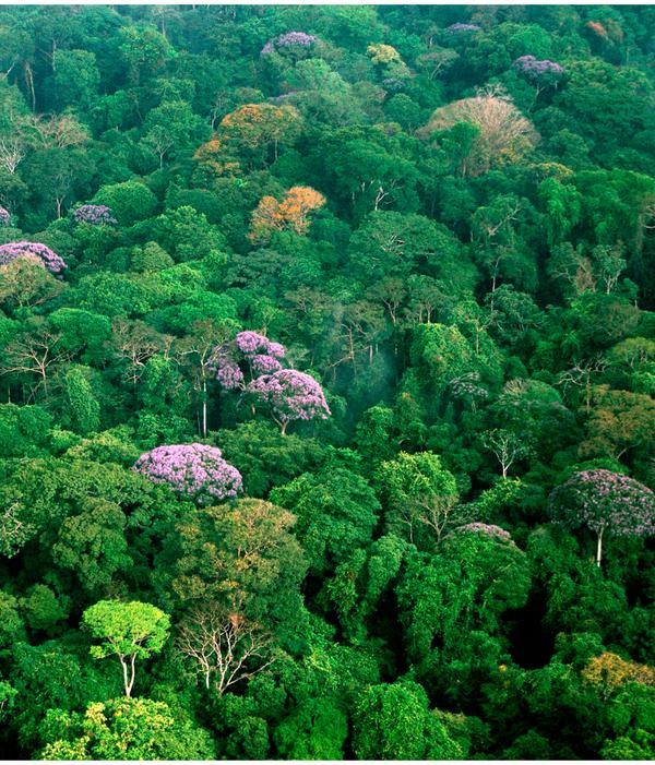 In het Tropisch regenwoud groeien planten en bomen heel goed door de hoge temperatuur en de grote hoeveelheid neerslag. De zeer dichte begroeiing bestaat uit vele soorten bomen en struiken.