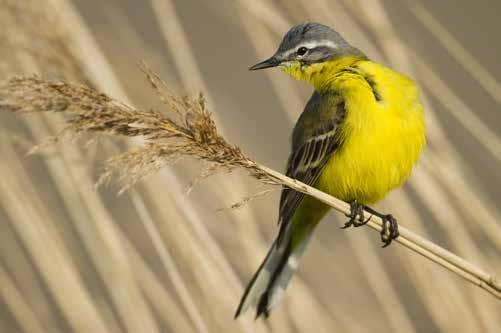 Ze overstromen twee keer per maand, bij springtij. Het getij boetseert op die manier een grillig landschap van slikken en schorren, waar steile en diepe geulen doorheen lopen.