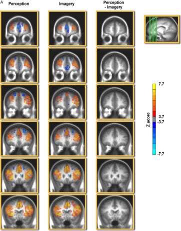 Effect op hersenen Hersenonderzoek laat zien dat bij motor imagery de visualisatie en het invoelen van een beweging meerdere