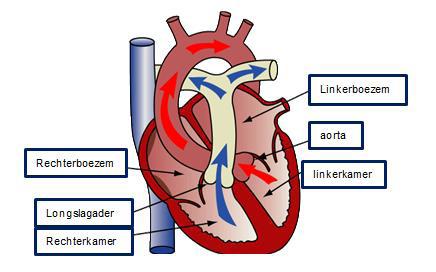 De normale werking van het hart Het hart is een pomp die bestaat uit spierweefsel.