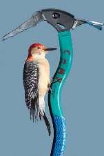 Mier Woodpecker Schelp