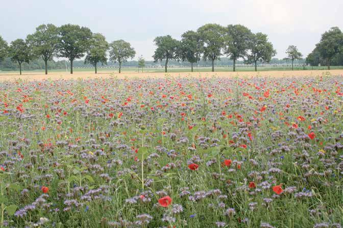 PVM EENjARIG MENGSEL VOOR BLOEMRIjKE AKKERS EENMALIG MAAIEN EN AFVOEREN IN SEPTEMBER/OKTOBER.