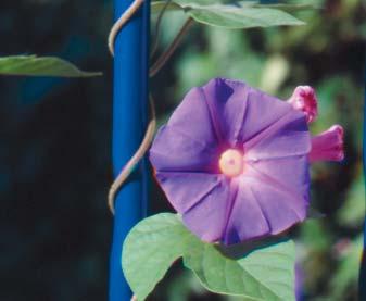 Ipomoea coerulea DE POTCHRYSANT, EEN PLANT APART Potchrysanten, vooral die met kleine bloemen, zijn de toppers onder de