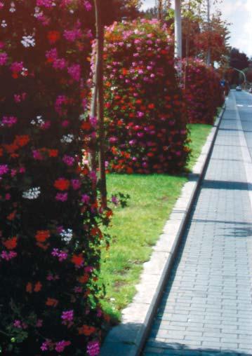 Eenjarigen die hiervoor in aanmerking komen moeten een perfect voorspelbare groei bezitten, laag en compact blijven, een keurig tapijt vormen en langdurig staan te pronken met bloemen van dezelfde