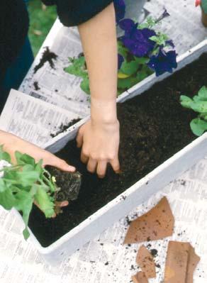 Maak de potten of bakken met zuiver water schoon.