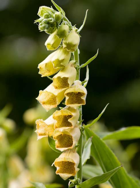 Vrolijk geel Gele bloemen kunnen voor een vrolijk accent in je tuin zorgen en zijn bovendien makkelijk te combineren met andere kleuren.