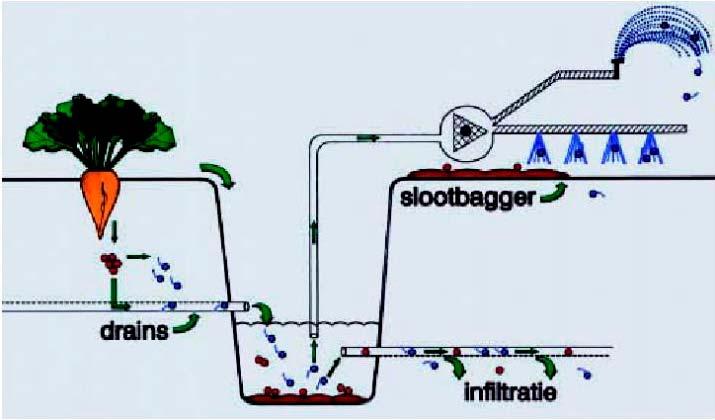 Figuur 2. Verspreiding van rhizomanie via water. Rood geeft rhizomanie aan.