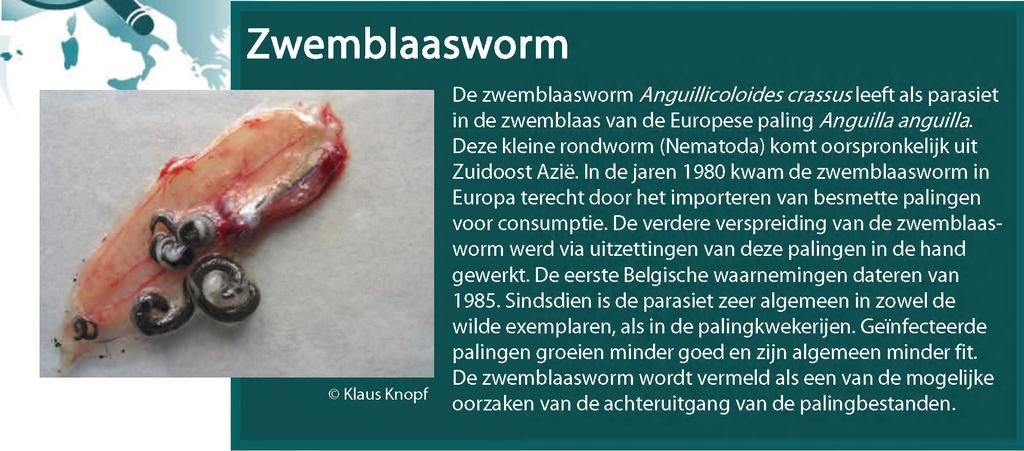 Wetenschappelijke naam Anguillicoloides crassus (Kuwahara, Niimi & Itagaki, 1974) Oorspronkelijke verspreiding De zwemblaasworm Anguillicoloidescrassus\s een rondworm die van nature enkel voorkomt in