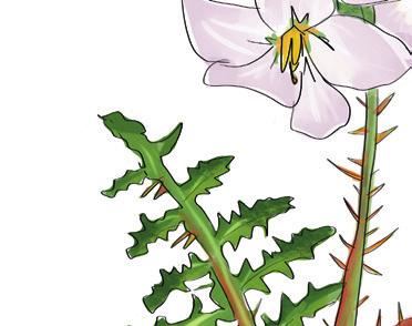 Raketblad (Solanum sisymbriifolium) Raketblad is afkomstig uit Zuid-Amerika en is familie