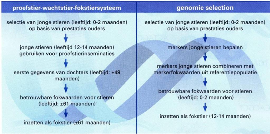 Genomic Selection: testen bij zeer groot aantal genen: DNA verandert niet: al op zeer jonge leeftijd te