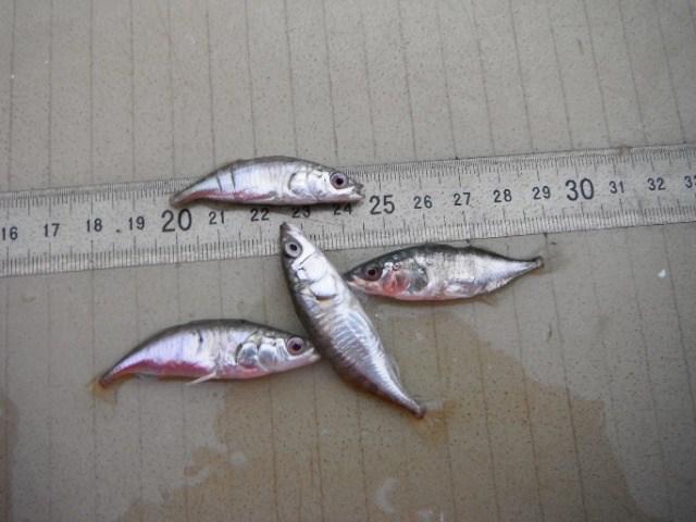 In totaal zijn tijdens de metingen in de scheepvaartsluis 20 vissoorten aangetroffen.