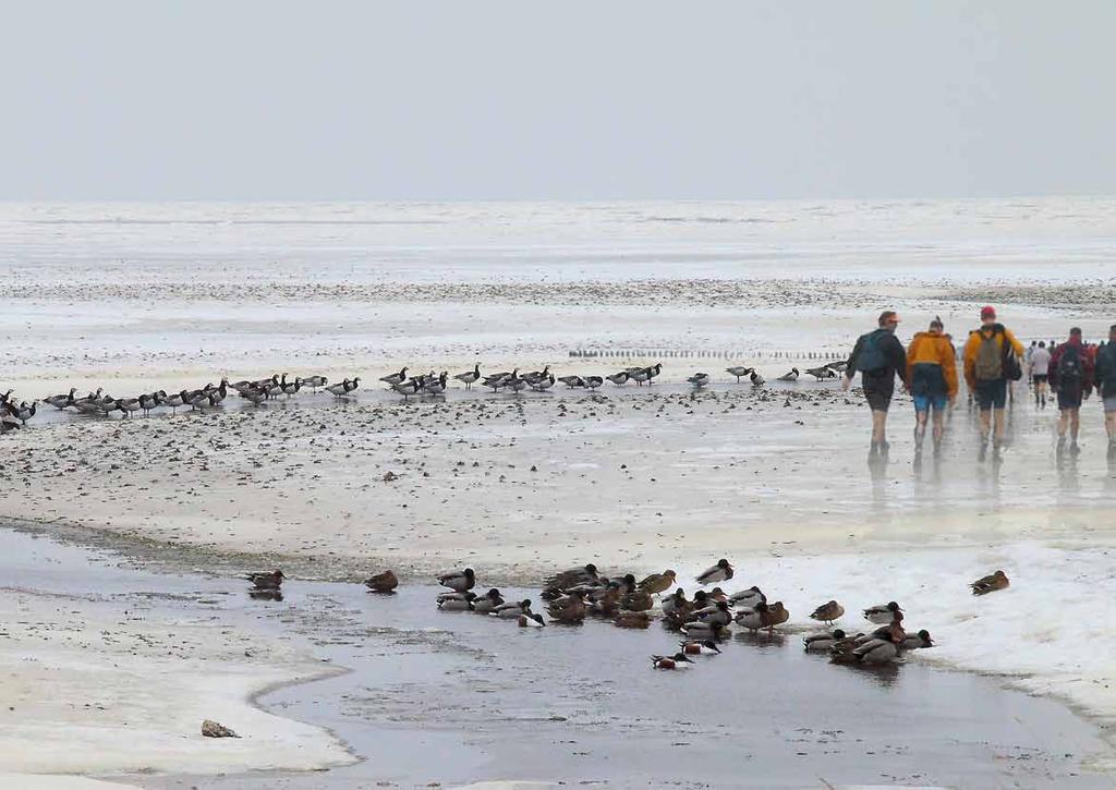 3. Een unieke ervaring Het concept realiseert een intieme bezoekerservaring gericht op het persoonlijk beleven van de Waddenzee en het Lauwersmeergebied, verteld van persoon tot persoon.